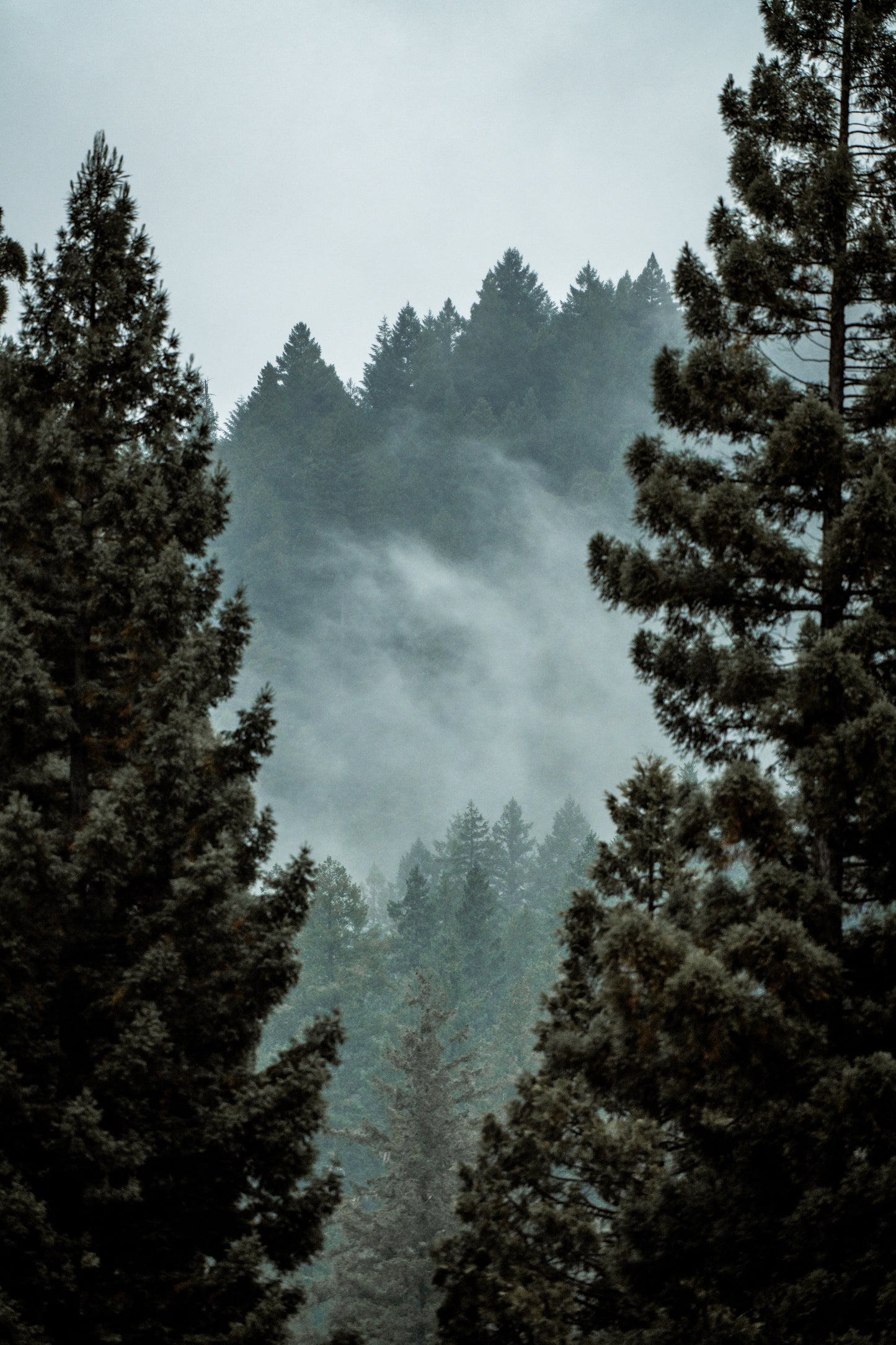 Into The Mist 1