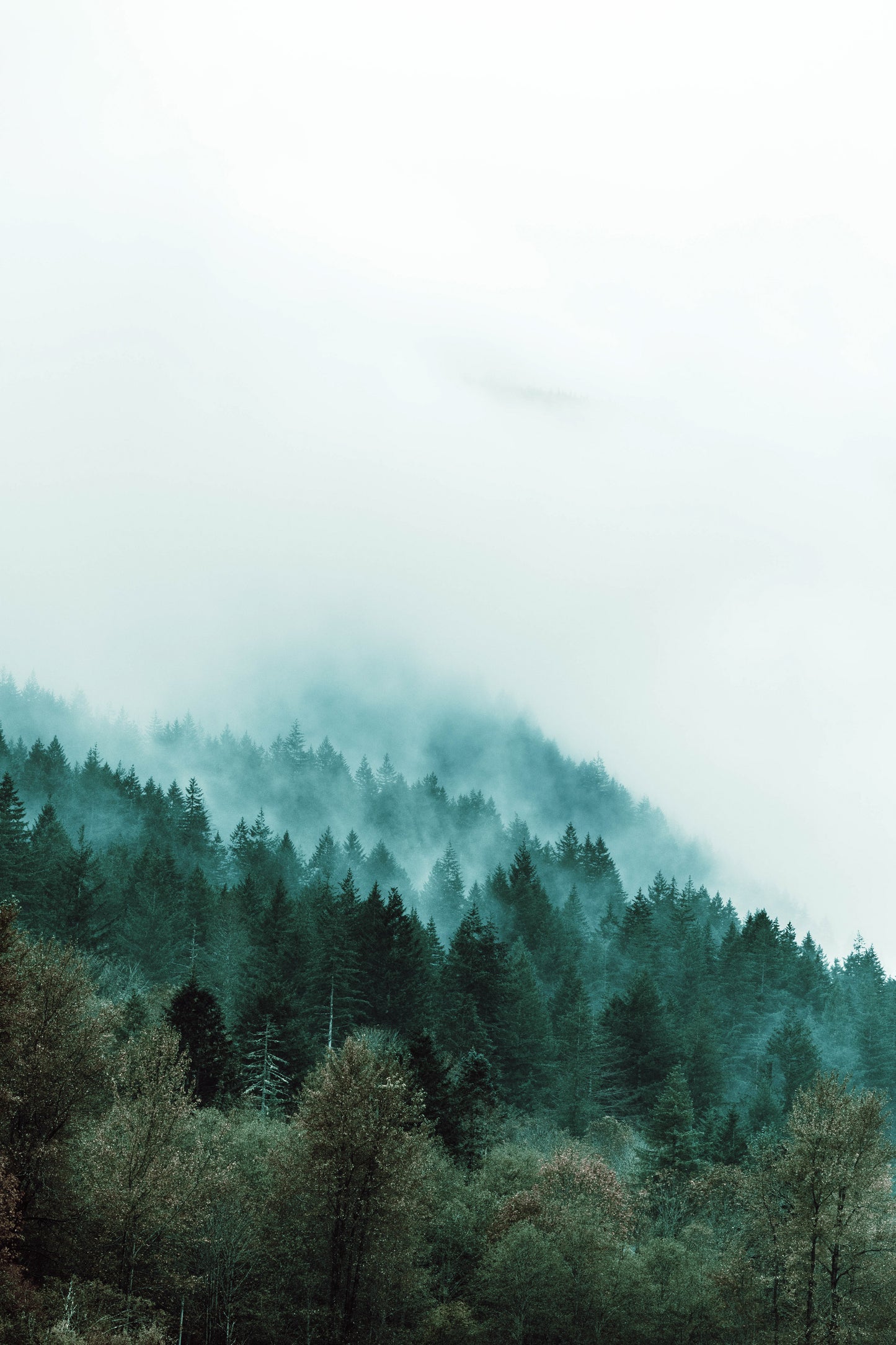 Into the Mist 4
