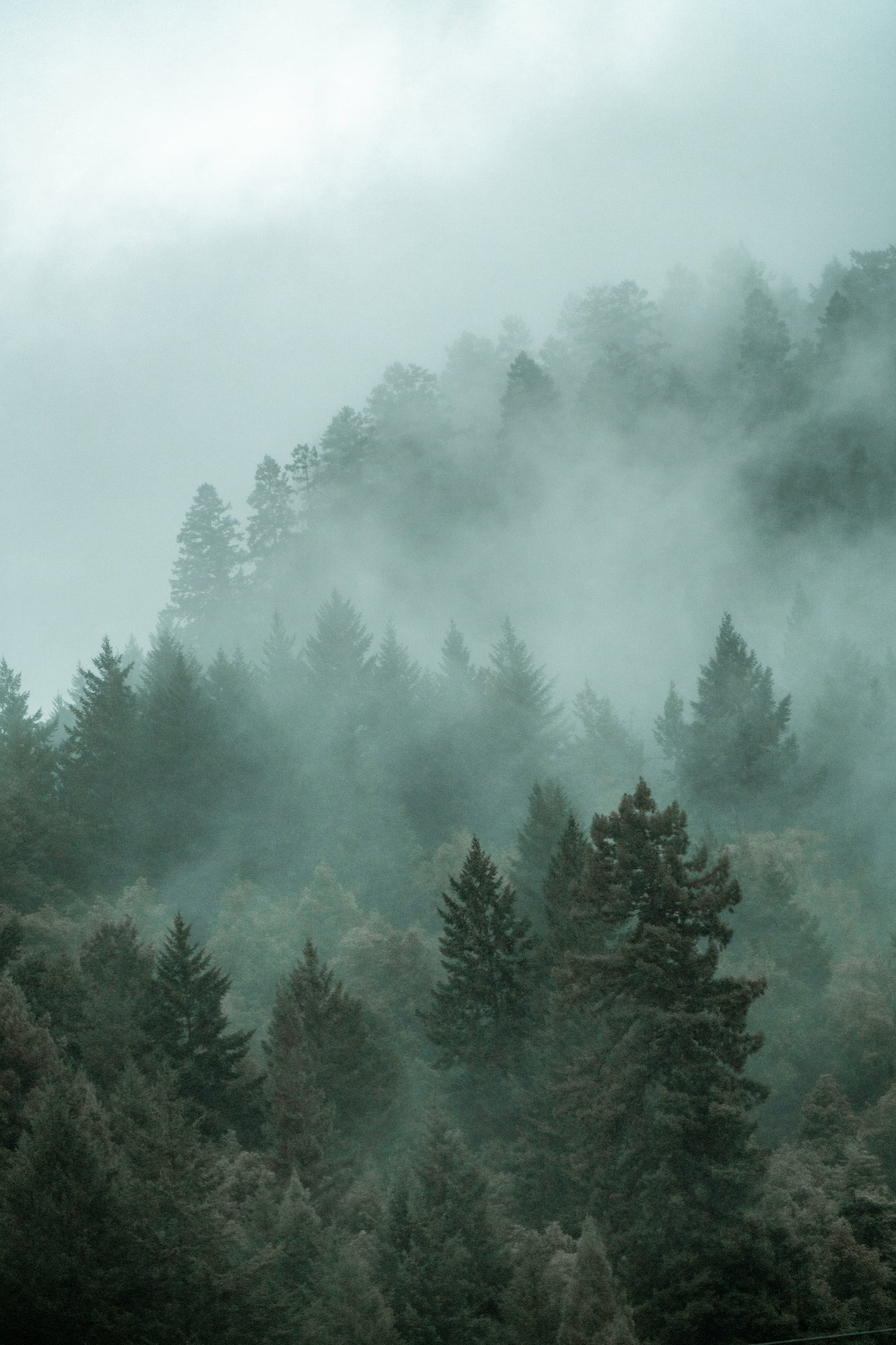 Into The Mist 2