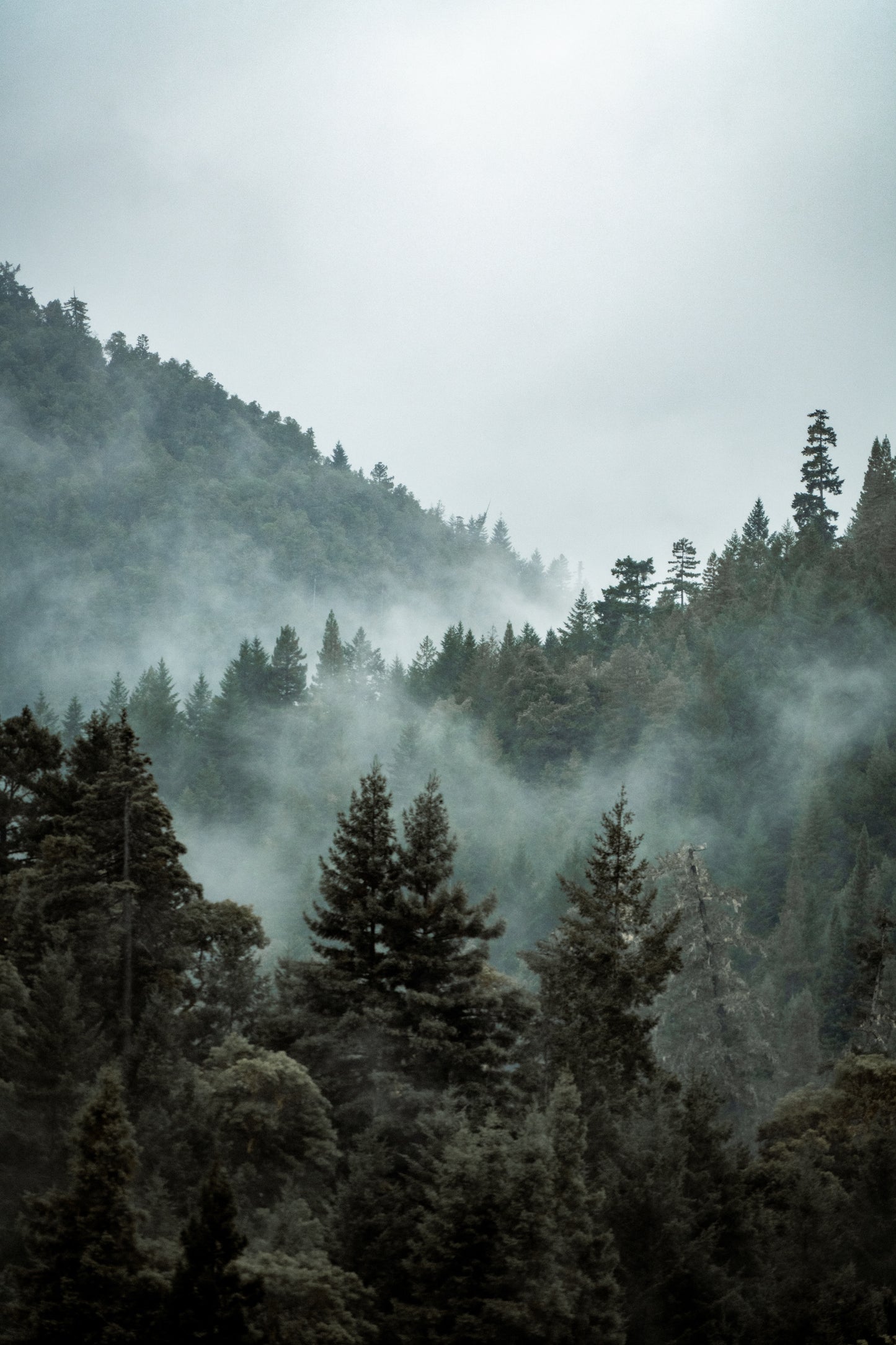 Into The Mist 3